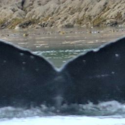 Fluke of Aurora B