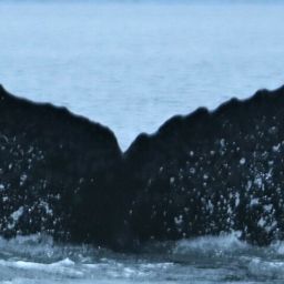 Fluke of Montana