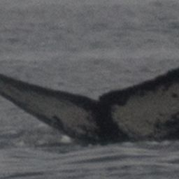 Fluke of Glacier