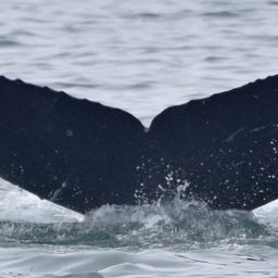 Fluke of CRC-17946