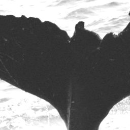 Fluke of Bruce