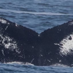 Fluke of CRC-17964