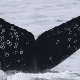 Fluke of CRC-17973