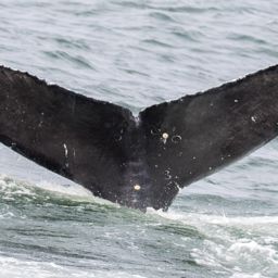 Fluke of CRC-17966