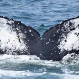 Fluke of CRC-17641