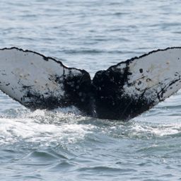 Fluke of CRC-17947