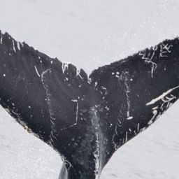 Fluke of CRC-17766