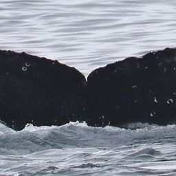 Fluke of CRC-16762