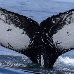 Fluke of CRC-18259