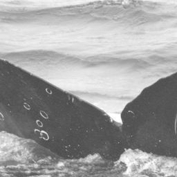 Fluke of CRC-15083