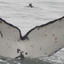 Fluke of CRC-17628