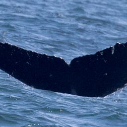 Fluke of CRC-17967