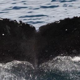 Fluke of CRC-18280