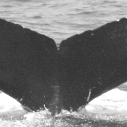 Fluke of CRC-15106