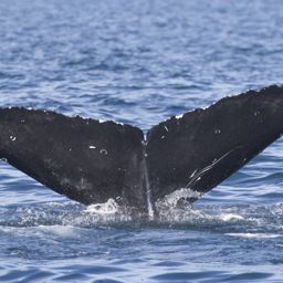 Fluke of 2017-2018 calf of CRC-11338