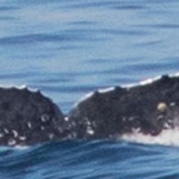 Fluke of 2017-2018 calf of CRC-12546