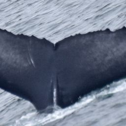 Fluke of 2017-2018 calf of CRC-10591