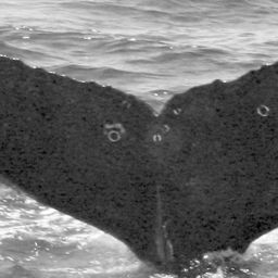 Fluke of CRC-15103