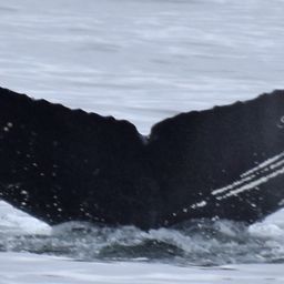 Fluke of CRC-19551