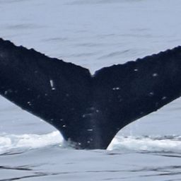 Fluke of CRC-17336