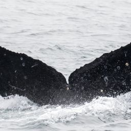 Fluke of CRC-17945