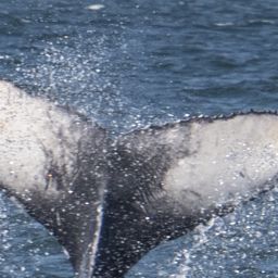 Fluke of CRC-17941