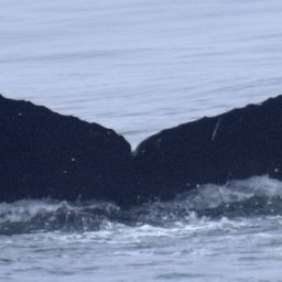 Fluke of CRC-17781