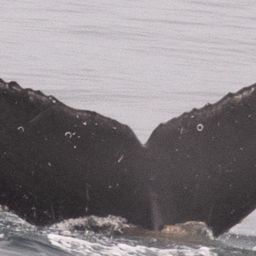 Fluke of CRC-18200
