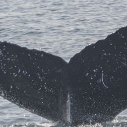 Fluke of CRC-18298