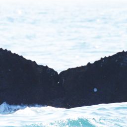 Fluke of CRC-12307