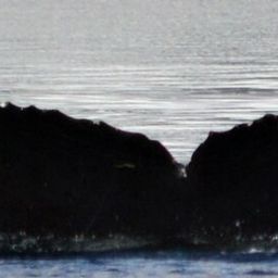 Fluke of HW-MN1301843