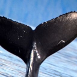 Fluke of Hoonah