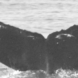 Fluke of CRC-12474