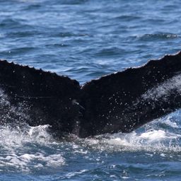 Fluke of 3.14