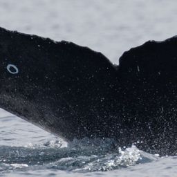 Fluke of CRC-16748