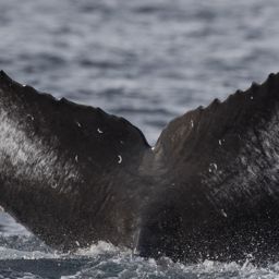 Fluke of CRC-17840