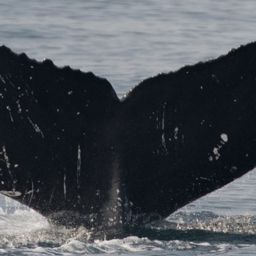 Fluke of CRC-17327