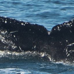 Fluke of CRC-17087