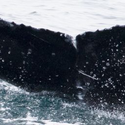 Fluke of CRC-17772