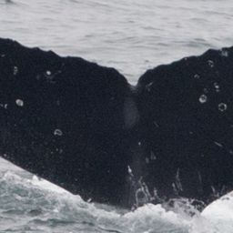 Fluke of CRC-17606