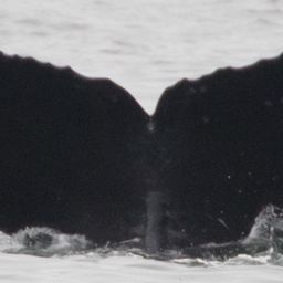 Fluke of CRC-17948