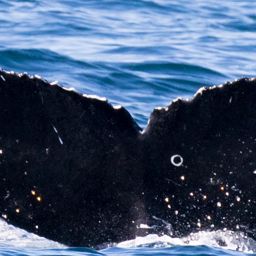 Fluke of CRC-17770