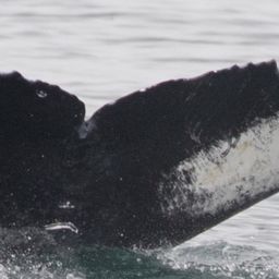 Fluke of CRC-17864