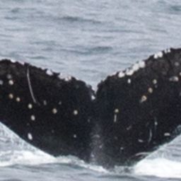 Fluke of CRC-18199