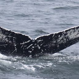 Fluke of CRC-17963