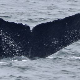 Fluke of CRC-17115