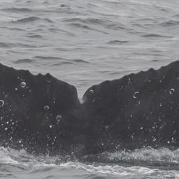 Fluke of CRC-18270