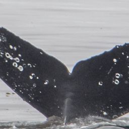 Fluke of CRC-18269