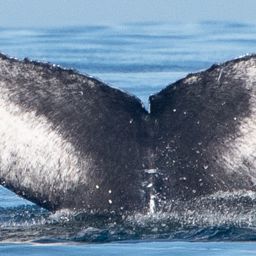 Fluke of 2017-2018 calf of CRC-11502