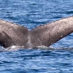 Fluke of CRC-18320